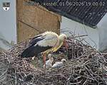 Capi_Dubne_20260601_190002.jpg