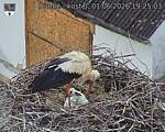 Capi_Dubne_20260601_192503.jpg