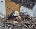 Capi_Dubne_20260601_193003.jpg