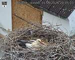Capi_Dubne_20260601_200503.jpg