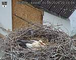 Capi_Dubne_20260601_201004.jpg
