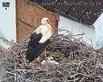 Capi_Dubne_20260601_205004.jpg