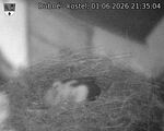 Capi_Dubne_20260601_213504.jpg