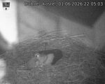 Capi_Dubne_20260601_220503.jpg