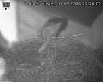 Capi_Dubne_20260601_222002.jpg