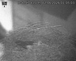 Capi_Dubne_20260602_010503.jpg
