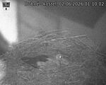 Capi_Dubne_20260602_011002.jpg