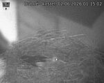 Capi_Dubne_20260602_011502.jpg
