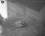 Capi_Dubne_20260602_015503.jpg