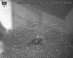 Capi_Dubne_20260602_034003.jpg