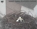 Capi_Dubne_20260602_045003.jpg