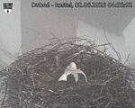 Capi_Dubne_20260602_045502.jpg