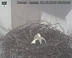 Capi_Dubne_20260602_050003.jpg