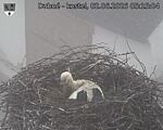Capi_Dubne_20260602_051504.jpg