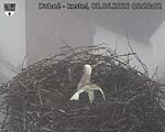 Capi_Dubne_20260602_052002.jpg