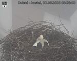 Capi_Dubne_20260602_052503.jpg