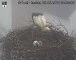 Capi_Dubne_20260602_053003.jpg