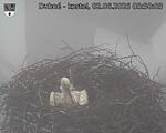 Capi_Dubne_20260602_055003.jpg
