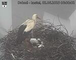 Capi_Dubne_20260602_060002.jpg