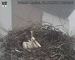 Capi_Dubne_20260602_063003.jpg