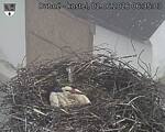 Capi_Dubne_20260602_063503.jpg