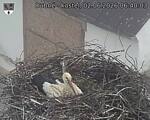 Capi_Dubne_20260602_064003.jpg