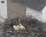 Capi_Dubne_20260602_064502.jpg