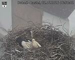 Capi_Dubne_20260602_065002.jpg