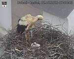 Capi_Dubne_20260602_070003.jpg
