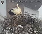 Capi_Dubne_20260602_070502.jpg