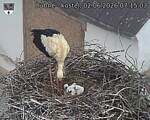 Capi_Dubne_20260602_071503.jpg