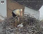 Capi_Dubne_20260602_073003.jpg