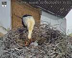 Capi_Dubne_20260602_073503.jpg