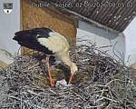 Capi_Dubne_20260602_080502.jpg