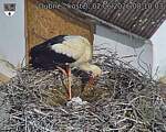 Capi_Dubne_20260602_081003.jpg