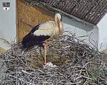 Capi_Dubne_20260602_081503.jpg