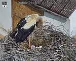 Capi_Dubne_20260602_083002.jpg