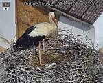 Capi_Dubne_20260602_083502.jpg