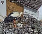 Capi_Dubne_20260602_084004.jpg