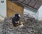 Capi_Dubne_20260602_085003.jpg
