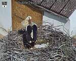 Capi_Dubne_20260602_085504.jpg