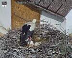 Capi_Dubne_20260602_090504.jpg