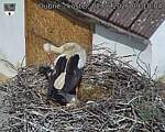 Capi_Dubne_20260602_091004.jpg