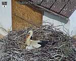 Capi_Dubne_20260602_092004.jpg