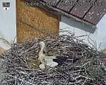 Capi_Dubne_20260602_093503.jpg