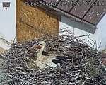 Capi_Dubne_20260602_095004.jpg