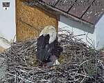 Capi_Dubne_20260602_101502.jpg