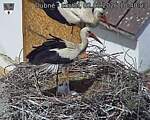 Capi_Dubne_20260602_104003.jpg