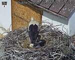 Capi_Dubne_20260602_104503.jpg