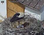 Capi_Dubne_20260602_112004.jpg
